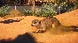 Planet Zoo: Africa Pack Steam Key Global DLC +Bonus
