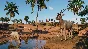 Planet Zoo: Arid Animal Pack Steam Ключ РФ+Мир +Бонус