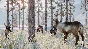 Planet Zoo: Arctic Pack Steam Ключ РФ+Мир +Бонус