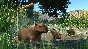 Planet Zoo: Wetlands Animal Pack Steam Key Global DLC