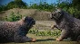 Planet Zoo: Zookeepers Animal Pack Steam Ключ РФ+Мир