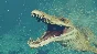 Jurassic World Evolution 2: Early Cretaceous Pack Steam