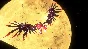 SONIC X SHADOW GENERATIONS XBOX KEY/CODE