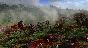 Total War: Three Kingdoms Reign of Blood Steam Key DLC