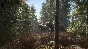 theHunter: Call of the Wild + 9 DLC Steam Ключ РФ+Мир