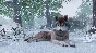 ⭐ Planet Zoo Premium Edition 2023 EU Steam Key 🔑EUROPE