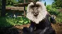 Planet Zoo: Asia Animal Pack DLC STEAM RU/UA/KZ/CIS
