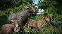 Planet Zoo: Asia Animal Pack * RU/KZ/CIS/TR/AR * DLC