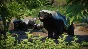 Planet Zoo: Asia Animal Pack * RU/KZ/CIS/TR/AR * DLC