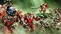 Warhammer 40,000: Space Marine 2 - Blood Angels Cosmeti