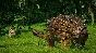 ✅JURASSIC WORLD EVOLUTION: CLAIRE´S SANCTUARY❤️XBOX🔑