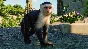 PLANET ZOO: SOUTH AMERICA PACK XBOX SERIES S|X KEY/CODE