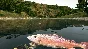 Ultimate Fishing Simulator Steam Key Global +Bonus