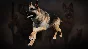 Icarus: Pet Companions Pack DLC STEAM GIFT РОССИЯ