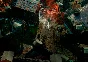 Pathfinder: Wrath of the Righteous | Xbox Key/Code