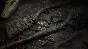 Hunt: Showdown 1896 - Cold Blooded 💎 DLC STEAM GIFT RU