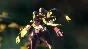 Digimon Story: Cyber Sleuth Complete Edition US PC Stea