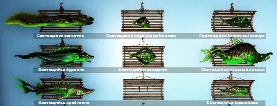 🐠 All fish for the display - 10 axolotls and 44 fish per display 🐟