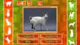 JQ: dogs & cats (STEAM KEY/REGION FREE)