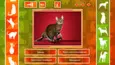 JQ: dogs & cats (STEAM KEY/REGION FREE)