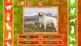 JQ: dogs & cats (STEAM KEY/REGION FREE)