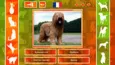 JQ: dogs & cats (STEAM KEY/REGION FREE)