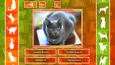 JQ: dogs & cats (STEAM KEY/REGION FREE)