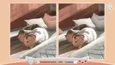 Cute Cats (STEAM KEY/REGION FREE) - irongamers.ru