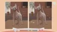 Cute Cats (STEAM KEY/REGION FREE) - irongamers.ru
