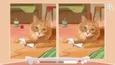 Cute Cats (STEAM KEY/REGION FREE) - irongamers.ru