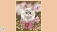 Cute Cats (STEAM KEY/REGION FREE) - irongamers.ru