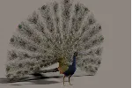 Павлин 3D модель - irongamers.ru