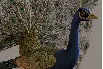 Павлин 3D модель - irongamers.ru
