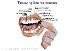 Анатомия зубов человека - irongamers.ru