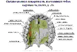 Анатомия зубов человека - irongamers.ru
