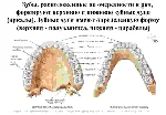 Анатомия зубов человека - irongamers.ru