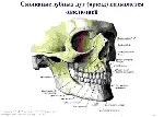 Варианты прикусов у человека
