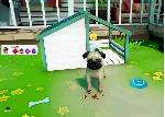 КЛЮЧ Cute Puppy Academy XBOX Код - irongamers.ru