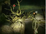 LEAVES - The Return (Steam) REGION FREE/GLOBAL - irongamers.ru