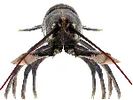 Лобстер 3D модель