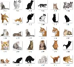 100+ Картинок Кошек в Формате PNG с Прозрачным Фоном
