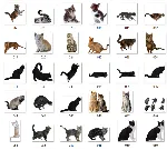 100+ Картинок Кошек в Формате PNG с Прозрачным Фоном