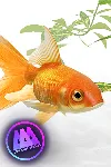 AAA Dynamic Scenes - Golden Fish Aquarium Dynamic Scene | XBOX | На любой аккаунт - irongamers.ru