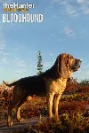 theHunter: Call of the Wild™ - Bloodhound | XBOX | На любой аккаунт