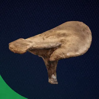 Купить ГРИБ ARC Raiders