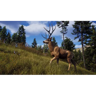 WAY OF THE HUNTER XBOX|XS КЛЮЧ - irongamers.ru