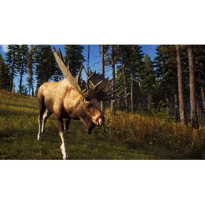 WAY OF THE HUNTER XBOX|XS КЛЮЧ - irongamers.ru