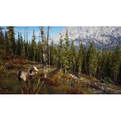WAY OF THE HUNTER XBOX|XS КЛЮЧ - irongamers.ru