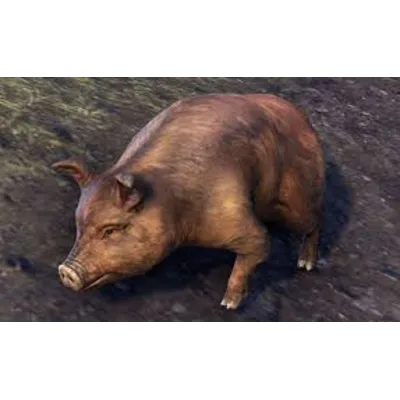 Bristlegut Piglet (pet) + 15 days ESO Plus + 750 Crown - irongamers.ru