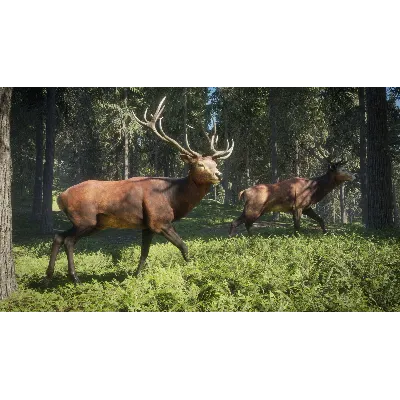 THEHUNTER: CALL OF THE WILD XBOX ONE/X|S КЛЮЧ - irongamers.ru